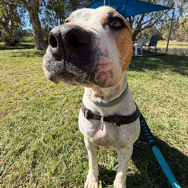 Photo of Boof