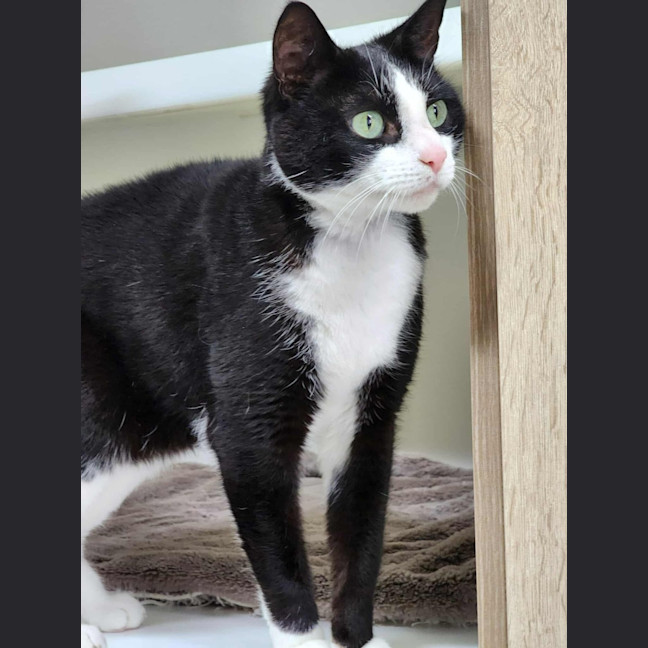 Photo of 🦨 Pepe 6506 🦨