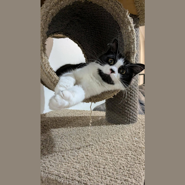 Photo of Gidget 