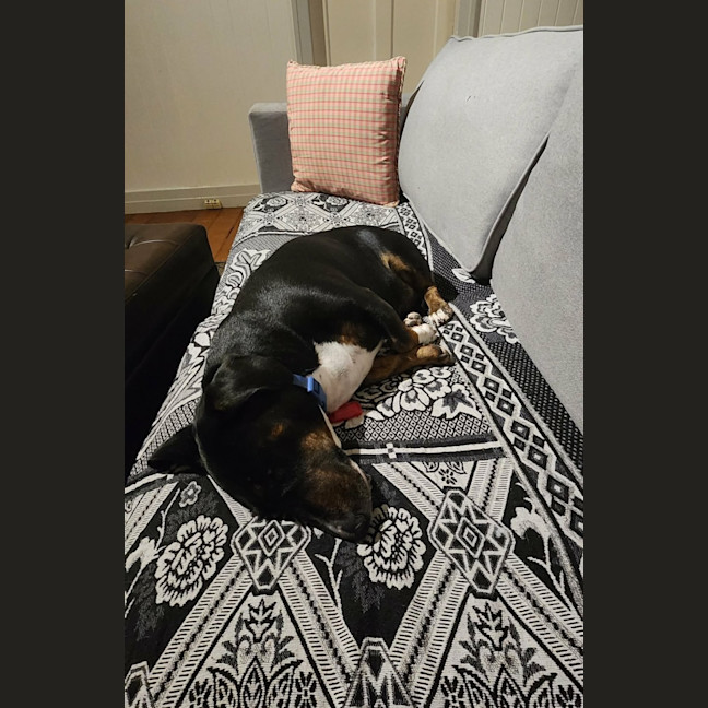 Photo of Dee Dee 