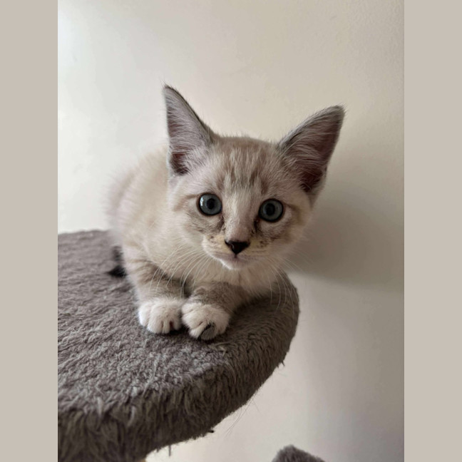 Photo of Luna