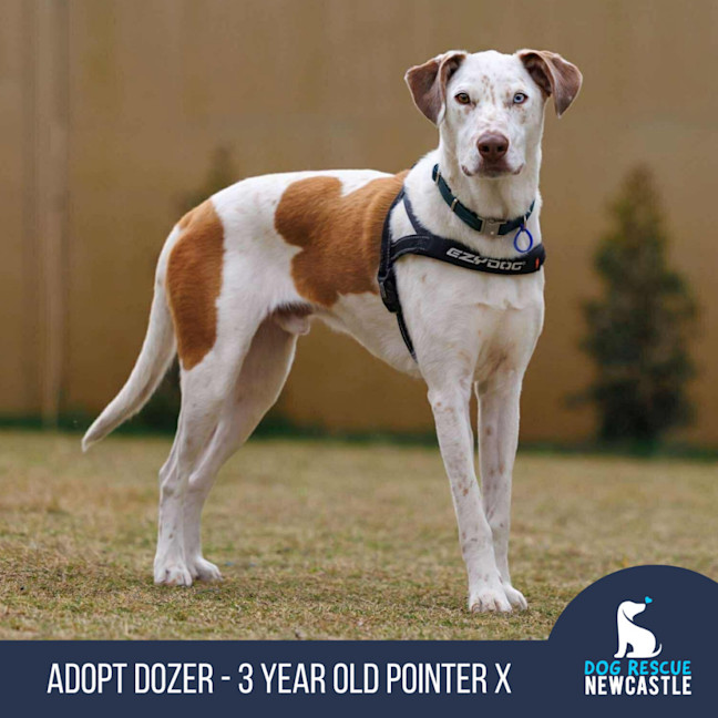 Photo of Dozer   3 Year Old Pointer X