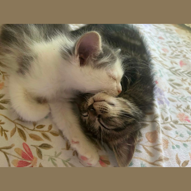 Photo of Meeko
