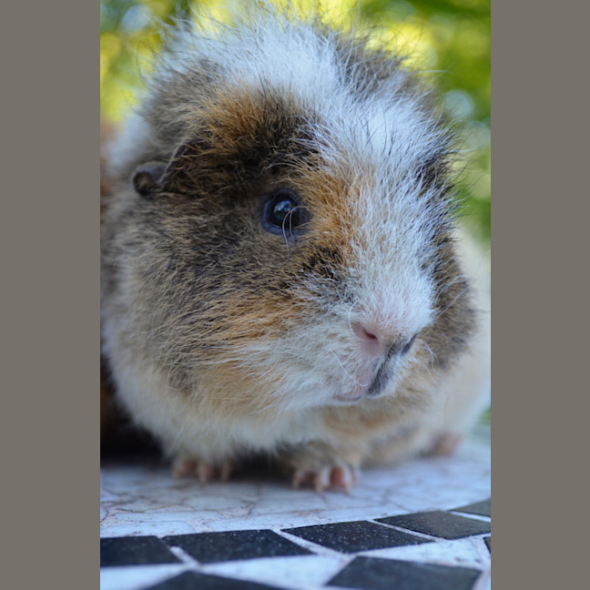 Photo of Rusty, Pumpkin And Scooter