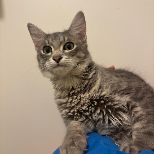Photo of Dandy