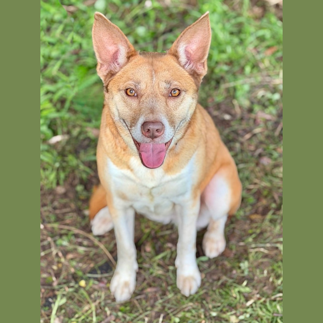 Photo of Chilli