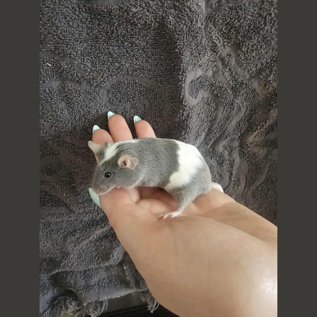 Photo of Thumbelina
