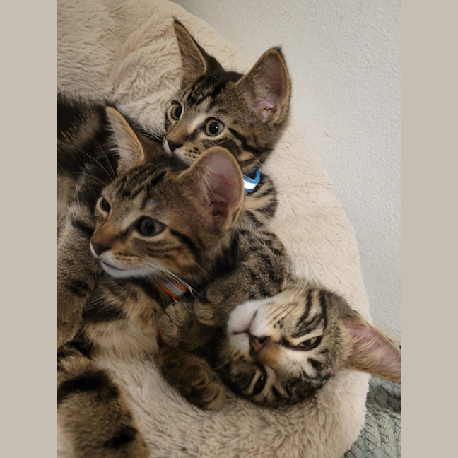 Photo of  Joey   Now At Pet Quarters Belmont 