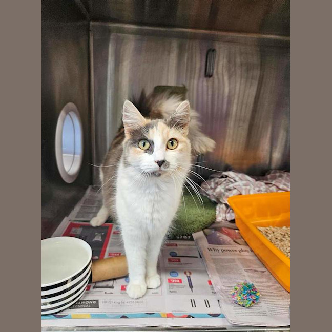 Photo of Pepper