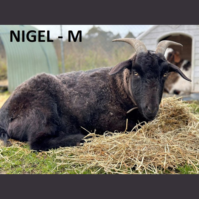 Photo of Nigel 