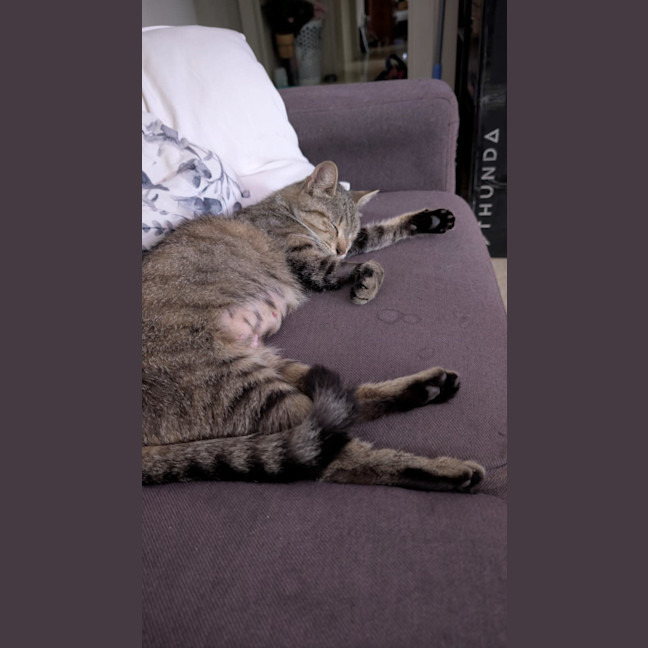 Photo of Misty Tabby