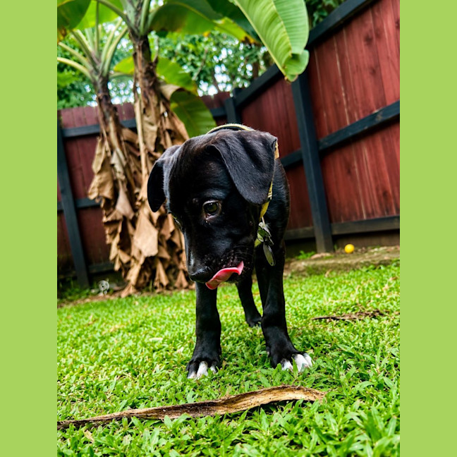Photo of Harry Paw Ter