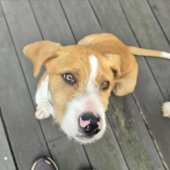 Photo of Sparky