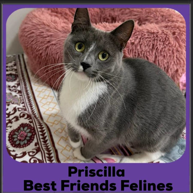 Photo of Priscilla 