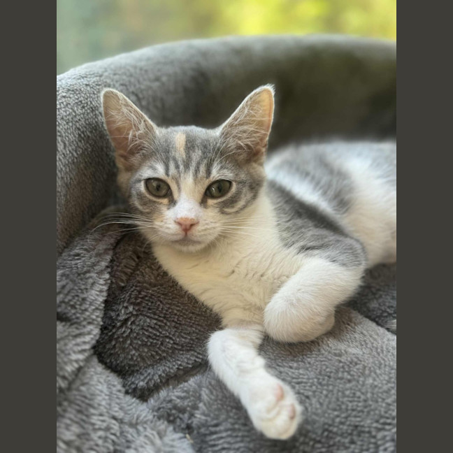 Photo of Pixie   In Foster Care In Cranbourne