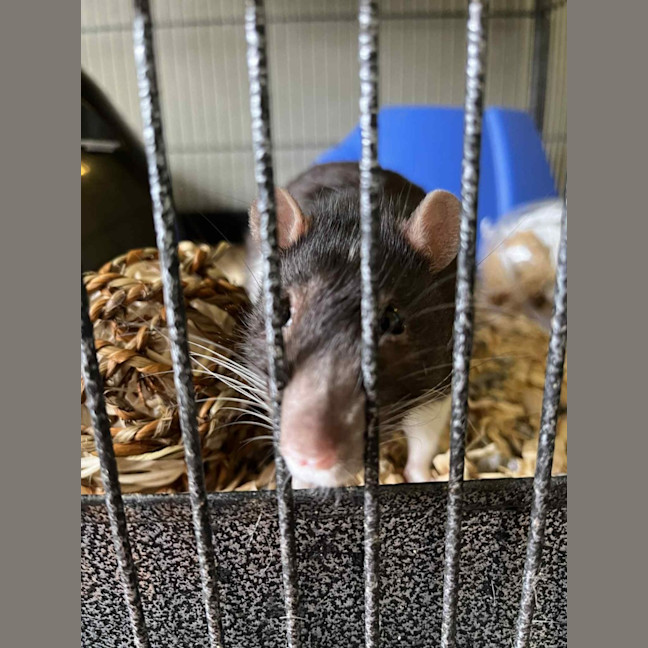 Photo of Galaxy & Apollo