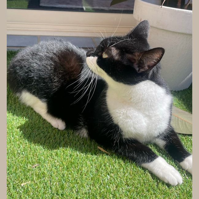 Photo of Zozo ❤️😻