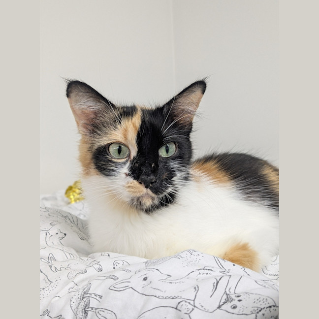 Photo of Zelda