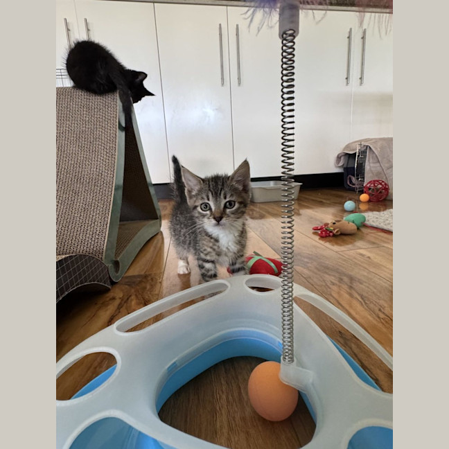 Photo of Jackson   Available 5/1/2026