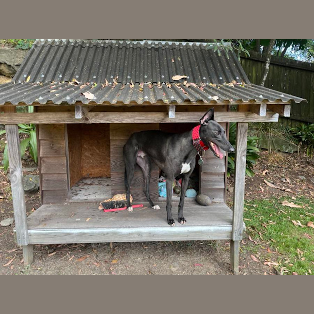 Photo of Lenny, The Greyhound