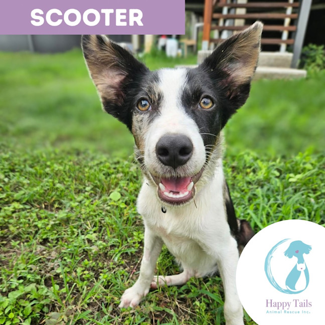 Photo of Scooter