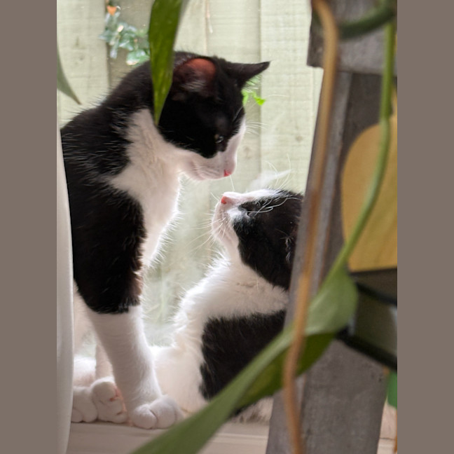 Photo of Cookie & Cream