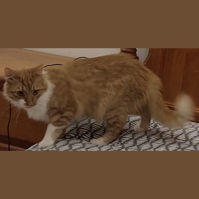 Photo of Biscotti