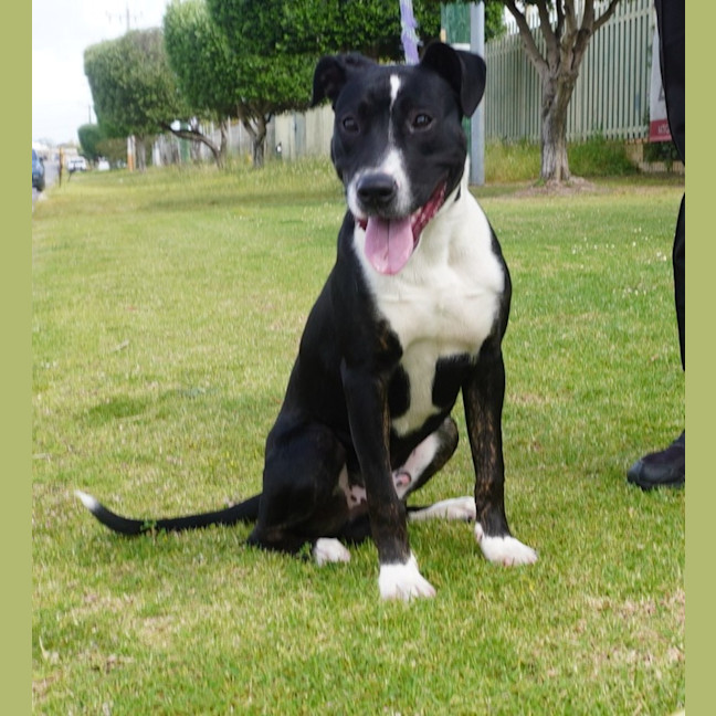 Photo of Jetson
