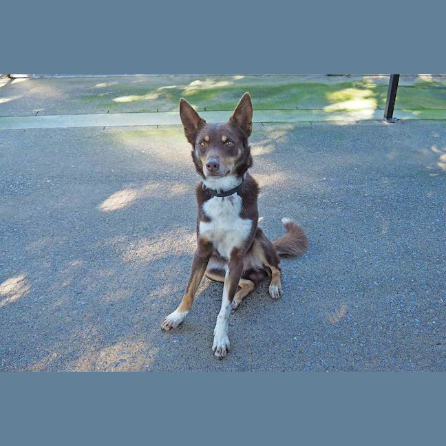 Photo of Copper