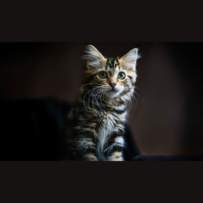 Photo of Marshmallow
