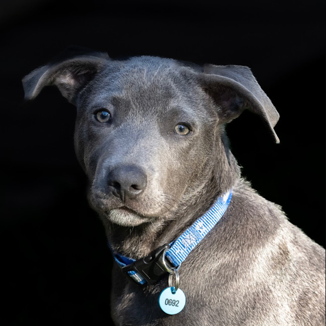 Photo of Blaze