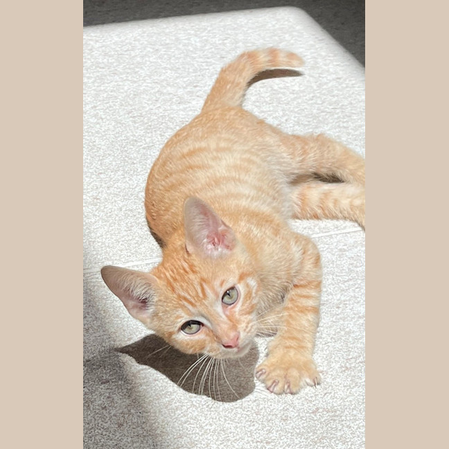 Photo of Tobasco (8920)