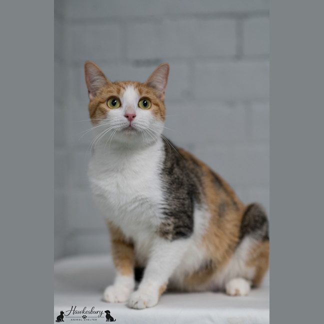 Photo of Domino