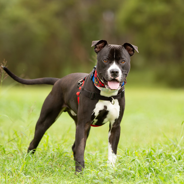 Photo of Odis