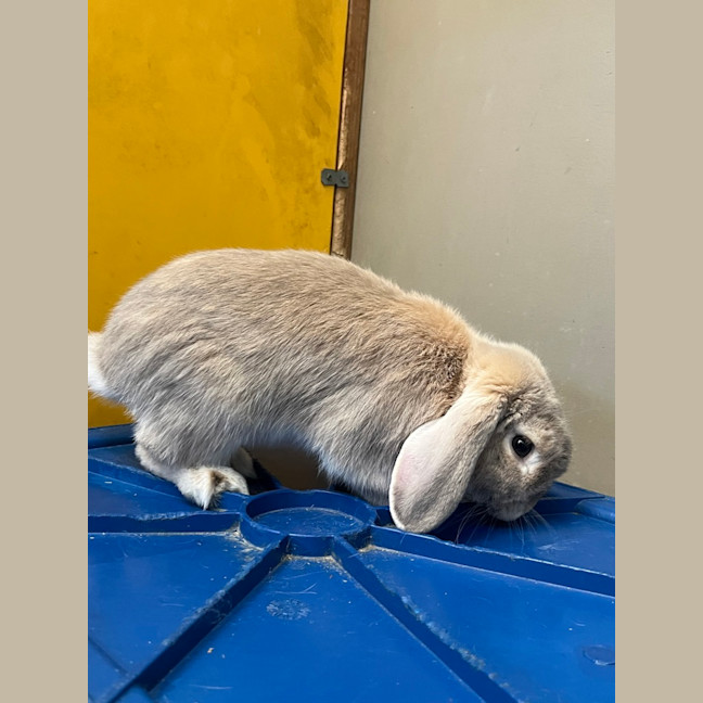 Photo of Bowie Bun