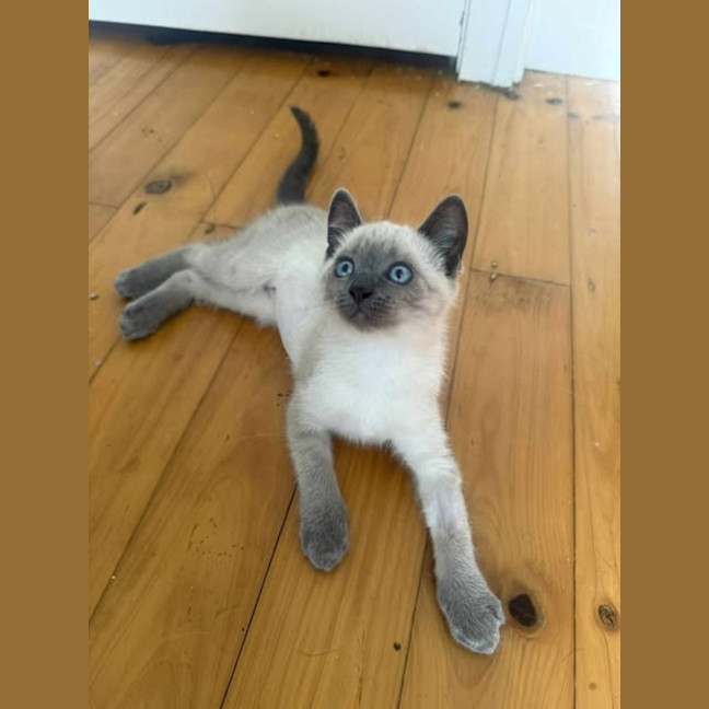 Photo of Upsy Daisy