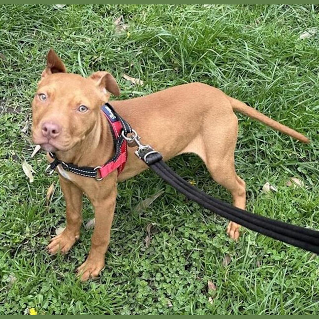 Photo of Nala