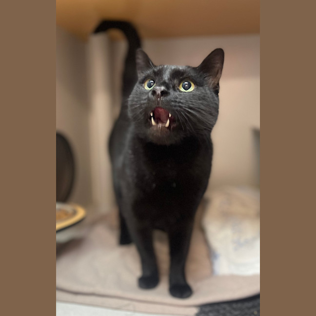 Photo of Soot