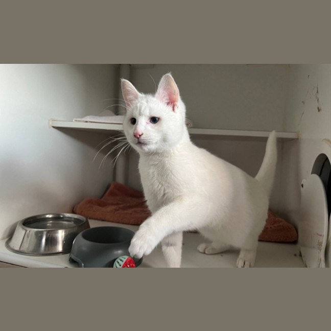 Photo of Flake