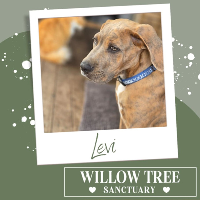 Photo of Levi
