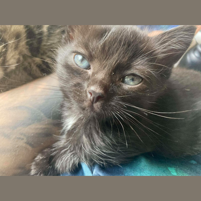 Photo of Burnt Marshmallow (Burni)