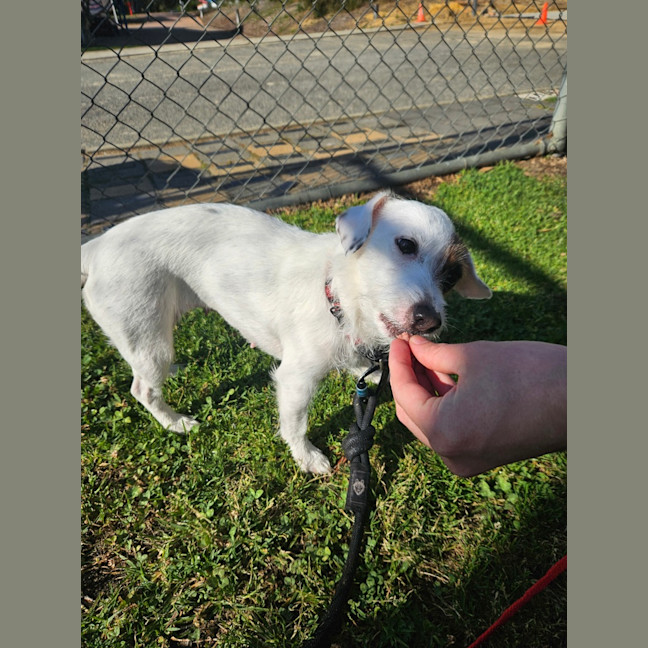 Photo of Patch