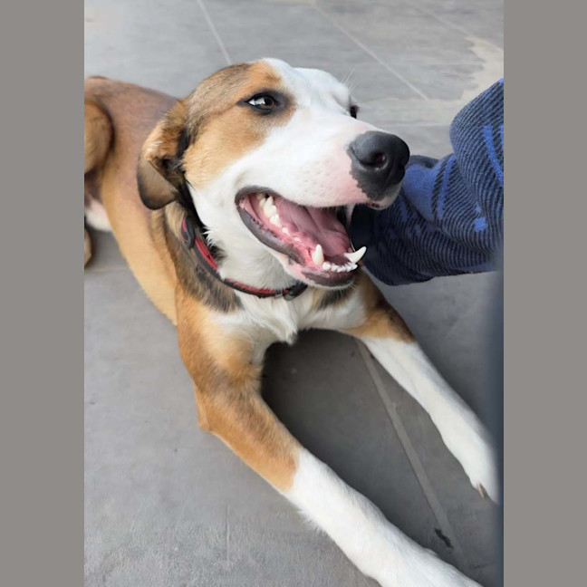 Photo of Turbo