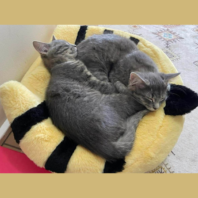 Photo of Floofy & Mr Beans