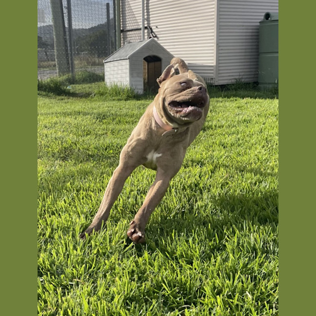 Photo of Maple