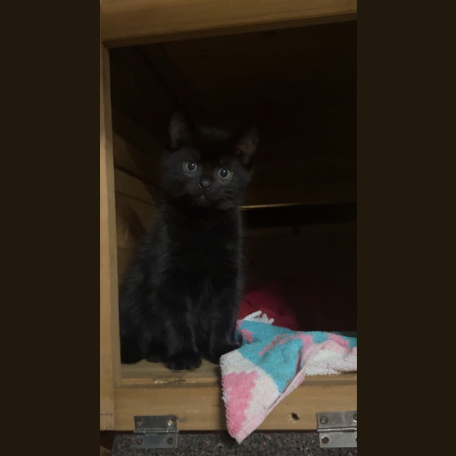Photo of Onyx 