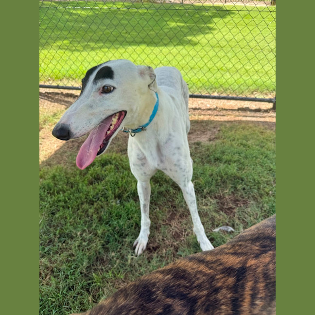 Photo of Patch