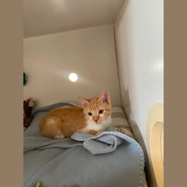 Photo of Honey