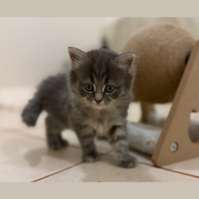 Photo of Earl Grey