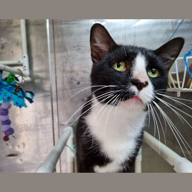 Photo of Smudge